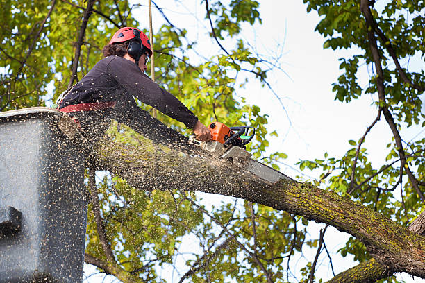 Best Tree Mulching  in Nichols Hills, OK